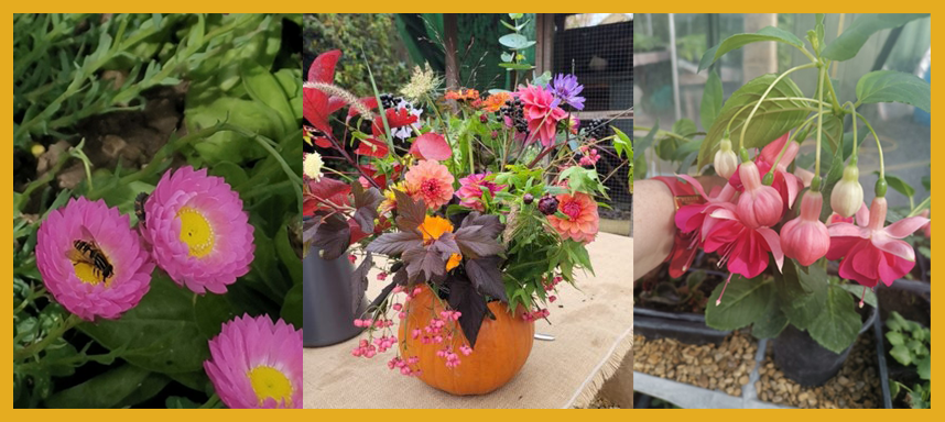 Jubilee Gardens with 3 flower pictures